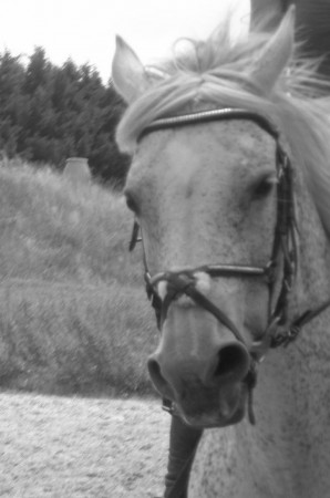 Produits Aloe Vera CHIENS et CHEVAUX